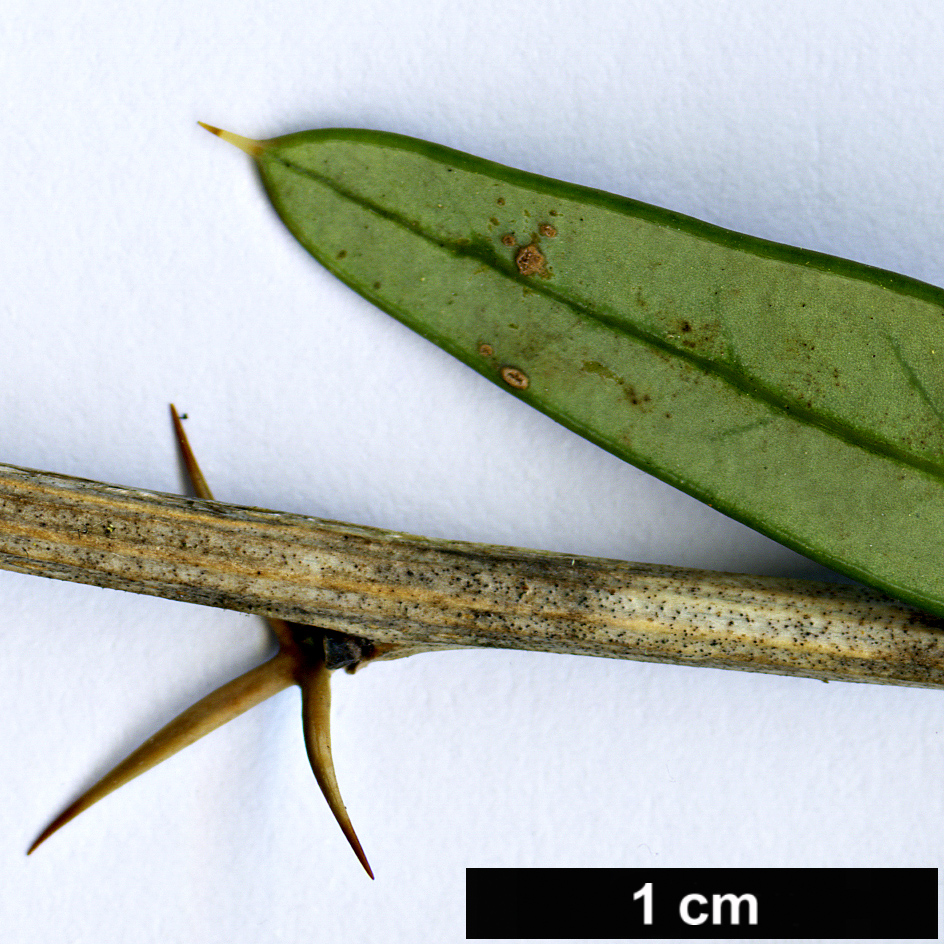 High resolution image: Family: Berberidaceae - Genus: Berberis - Taxon: trigona - SpeciesSub: 'Orange King'